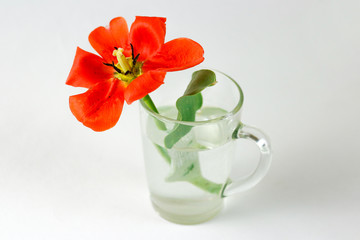 Red Tulip in a glass beaker filled with water. Closeup. Red flower. Isolated on white background