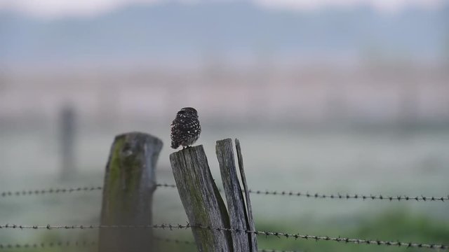 Steinkauz auf Zaunpfahl, Wiese, Mai
