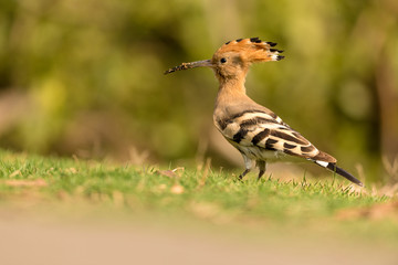 hoopoe