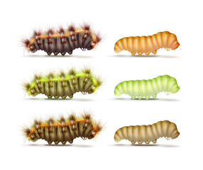 Set of caterpillars
