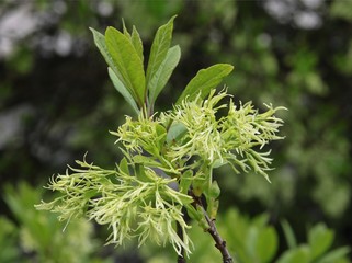 twig of CHIONANTHUS VIRGINICUS tree blossoming