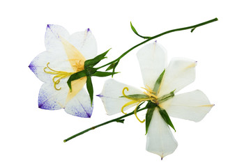 Pressed and dried flowers campanula. Isolated