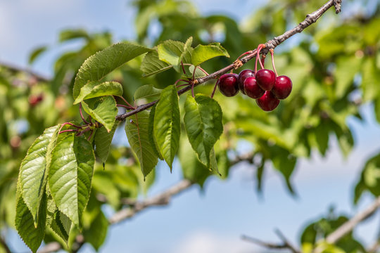 Cerises rouges isol&eacute;es sur un arbre &agrave; cerisier