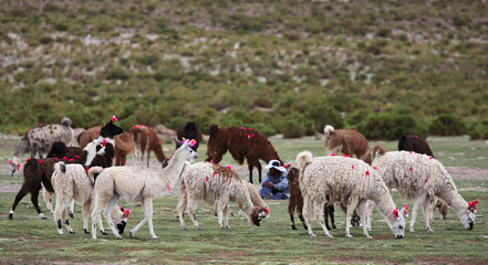 Group of Llamas near Siloli desert (bolivia)