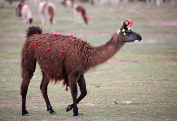 Llama with colorful ribbons near Siloli desert (bolivia)