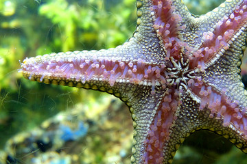 close up five arm starfish sea star sticks to glass shows lower surface