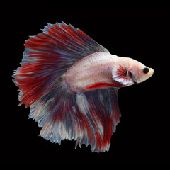 Doubletail Betta on black background. Beautiful fish. Swimming flutter tail flutter.