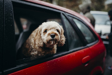 Dog showing the head through a car window.