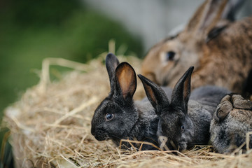 rabbit in farm cage or hutch. Breeding rabbits concept