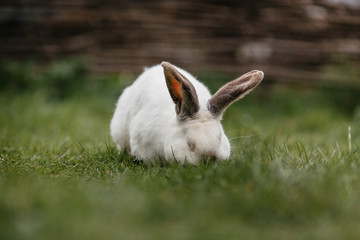 close up in top view of young cute rabbit's face