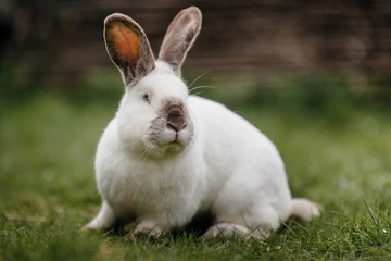 close up in top view of young cute rabbit's face