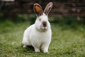 Young white rabbit in green grass in spring.