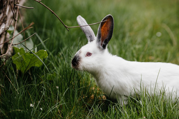 Little white rabbit on green grass,soft focus