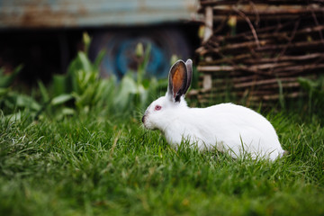 Young white rabbit in green grass in spring