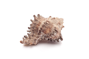 seashell on white