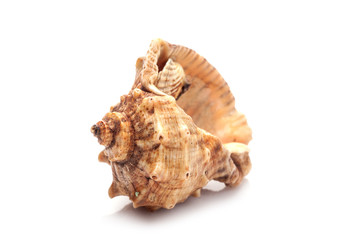 seashell on white