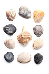 Group of seashells