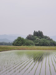 春の水田　田植えの後