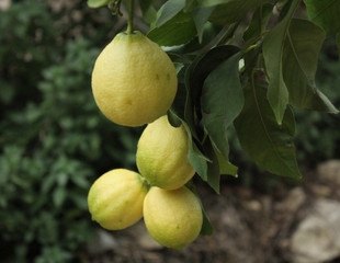 lemon