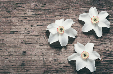 narcissus on wooden background