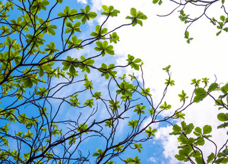 View up to the sky under the tree