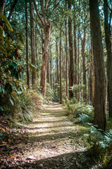 Quiet passage in eucalyptus forest. Dandenong Ranges, Melbourne, Australia