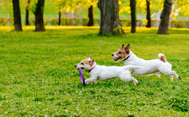 Two dogs running at park lawn playing with puller toy