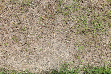 lawn