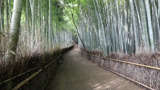 Walkway in bamboo forest at Sagano in Arashiyama. The grove is Kyoto's second most popular tourist destination and landmark. Natural green background.