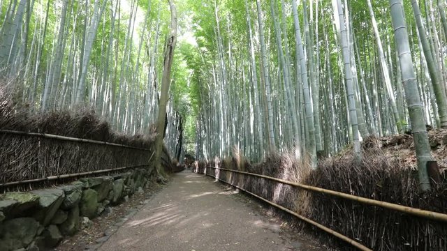 Surreal path in bamboo grove at Sagano in Arashiyama, sunlit. The forest is Kyoto's second most popular tourist destination and among the 100 phonetic stations in Japan. Meditative listening concept.