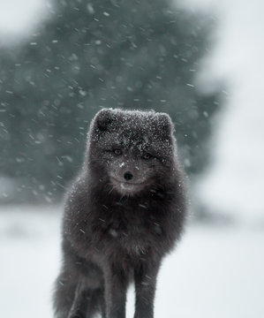 Fox amidst the snow