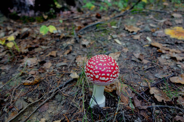Lone Mushroom