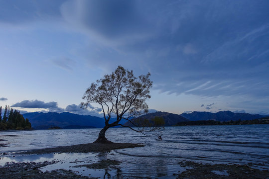 Wanaka Tree