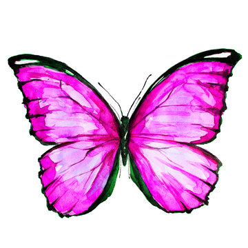 beautiful pink butterfy,watercolor,isolated on a white