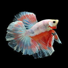 Halfmoon Betta on black background. Beautiful fish. Swimming flutter tail flutter.
