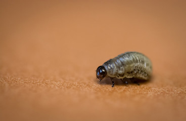 Grub