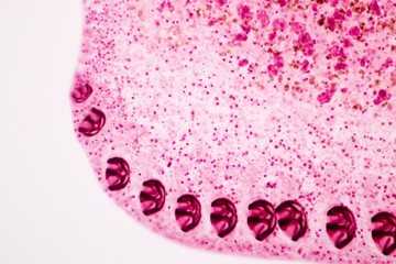 Gastrocotyles sp. under microscope view.