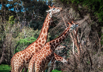 Giraffes feeding on acacia tree looking like four-headed creature