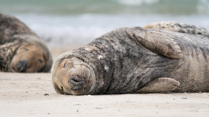 Kegelrobbe schläft am Strand