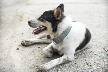 Dog with mouth open and tongue removed