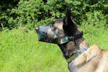 ien berger belge malinois avec muselière en nylon couleur camouflage