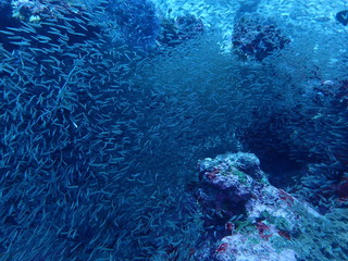インド洋の霧のような小魚の大群