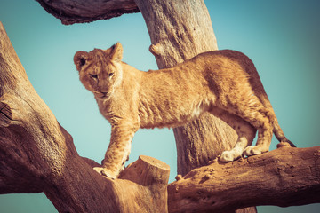 Young lion cub playing up on tree branches