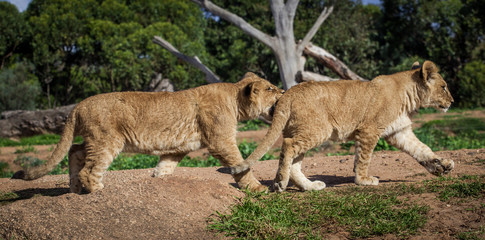 Two young lion cubs playing and biting
