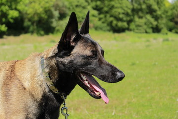 berger belge malinois fatigué d'avoir travaillé