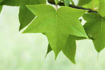 Feuilles de liquidambar