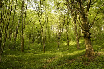 Fototapeta na wymiar spring fresh green forest