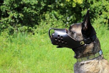 chien berger belge malinois avec muselière de frappe blindé