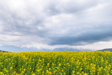 Obraz premium Yellow rapeseed field in the country with a cloudy mountain in the background