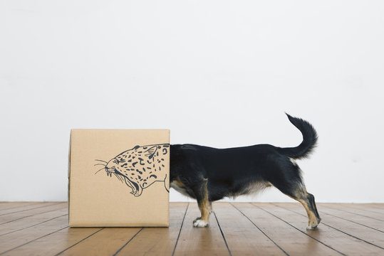 Roaring dog inside a cardboard box painted with a leopard